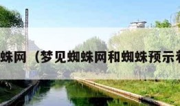 梦见蜘蛛网（梦见蜘蛛网和蜘蛛预示着什么）