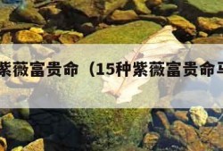 15种紫薇富贵命（15种紫薇富贵命马头带剑）