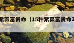 15种紫薇富贵命（15种紫薇富贵命马头带剑）